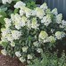 Hortensia paniculata Bobo C10